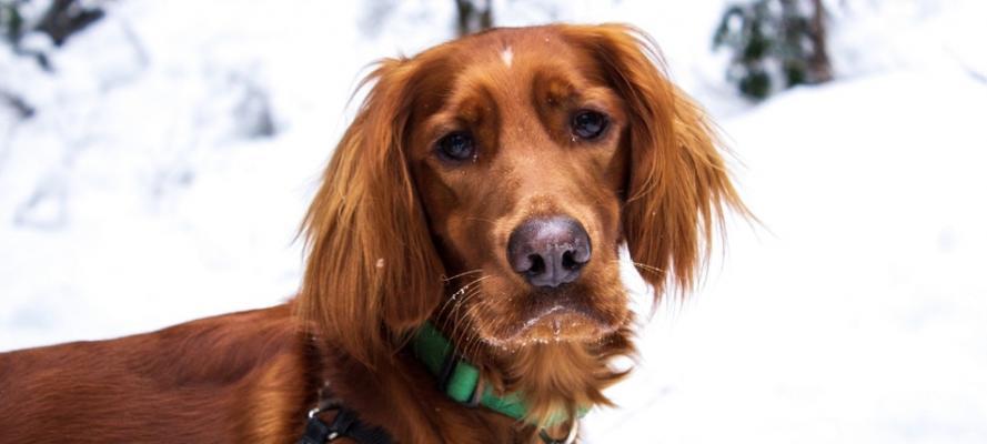 爱尔兰雪达犬的饲养方法（以宠物为主的全面指南）