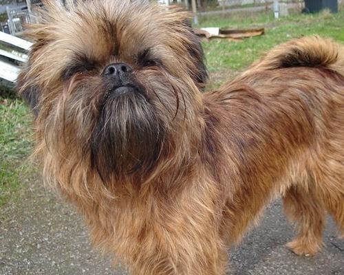 以刚毛指示格里芬犬为宠物的饲养方法（如何饲养一只健康快乐的格里芬犬？）