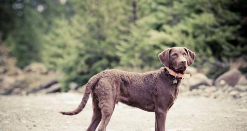 如何正确饲养以乞沙比克猎犬为主题的宠物（学习以乞沙比克猎犬的饲养，让你的宠物健康快乐）