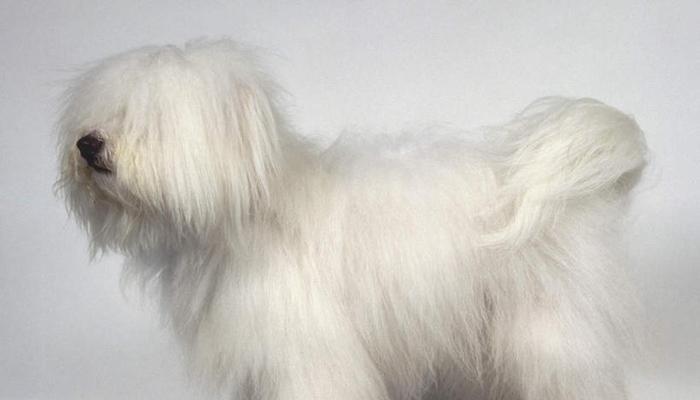 以棉花面纱犬的饲养方法（一窥宠物犬的习性和日常照顾技巧）