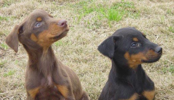 养护多伯曼犬的完美指南（宠爱、训练和饮食的关键技巧）