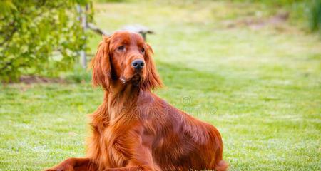 以赛特犬的饲养方法（成为一位负责任的以赛特犬主人）