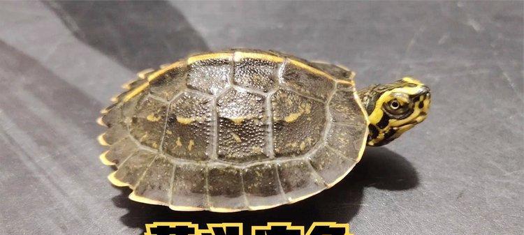 以黄头庙龟为宠物的饲养方法（学习正确的养殖知识让黄头庙龟健康成长）