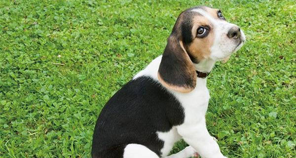 培养健康的米格鲁猎犬需要掌握的10个技巧（培养健康的米格鲁猎犬需要掌握的10个技巧）