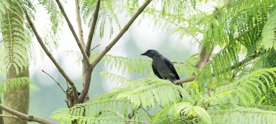 如何正确饲养哈岛鹃鵙？（打造幸福宠物生活的技巧与建议）