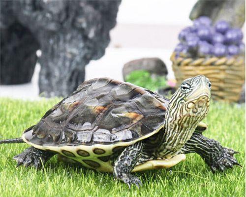 中华花龟的饲养方法详解（以宠物为主，让你成为专业的爱龟人士）