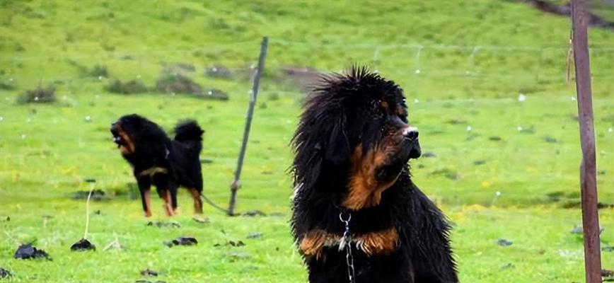 如何正确饲养藏獒（以宠物为主，关注健康、安全与培养）