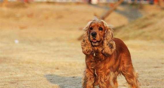 英国可卡犬的饲养方法详解（从喂养到训练，助你成为合格的可卡犬主人）