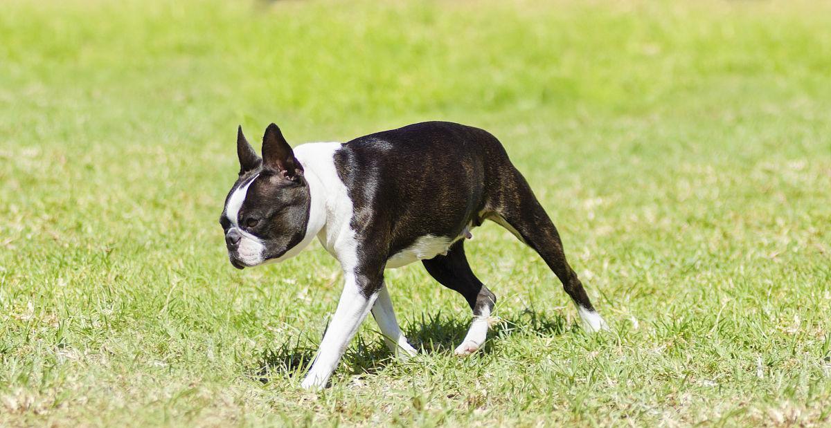 如何正确饲养波士顿梗犬（宠物爱好者必读，让波士顿梗犬健康快乐生活）