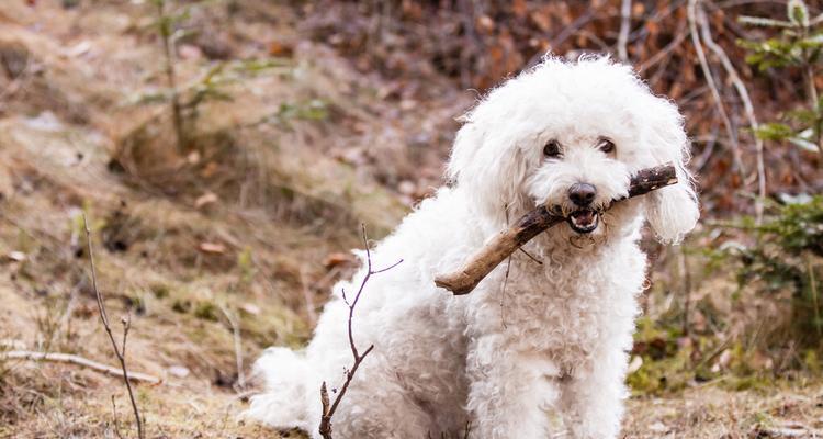 如何科学饲养可蒙犬？（掌握关键方法，让你的宠物健康成长）