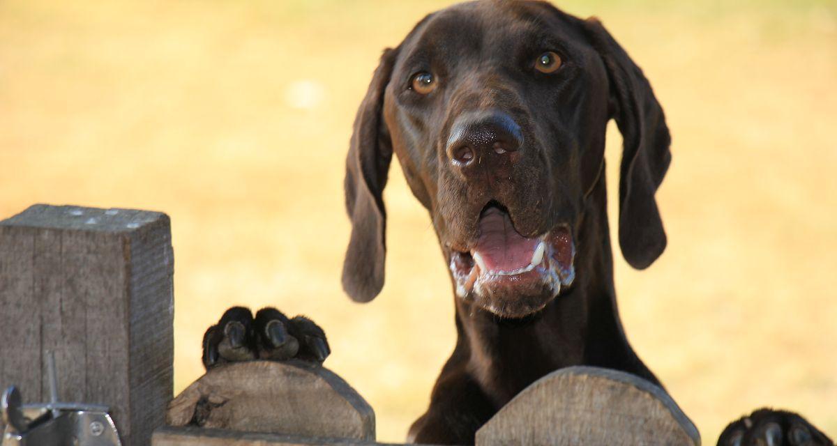 以德国短毛指示犬为伴，培养专业犬主的养犬指南（掌握训练技巧，打造安静健康的犬居环境）