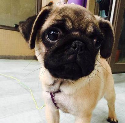 八哥犬的名字之选（以宠物为主，如何为八哥犬取一个好听的名字？）