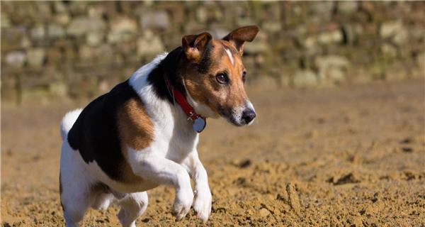 比格犬感冒防治全指南（宠物主人必看，从症状到预防一网打尽）