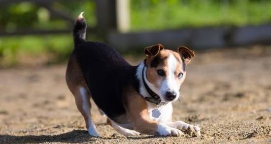 比格犬洗澡全攻略（让你的比格犬清爽舒适一整天）