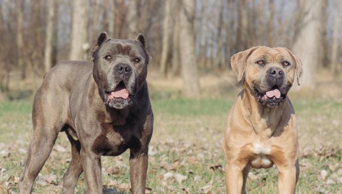 比特犬太瘦，如何调理？（宠物健康饲养，避免过度减肥）