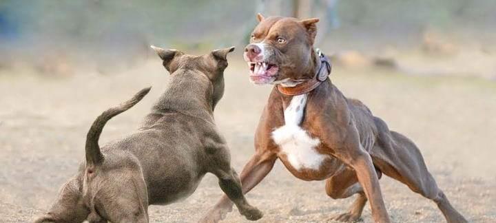 如何养比特犬不凶？（掌握这5个关键点让你的比特犬成为温顺宠物）