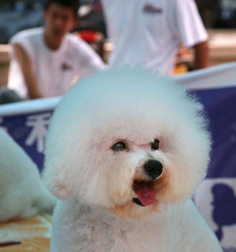 比熊犬脱毛解决方法大揭秘（宠物爱好者必看，以比熊犬脱毛为例分析如何解决）