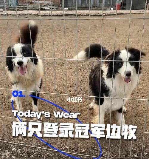 养一只边境牧羊犬的注意事项（宠物爱好者必读的指南）