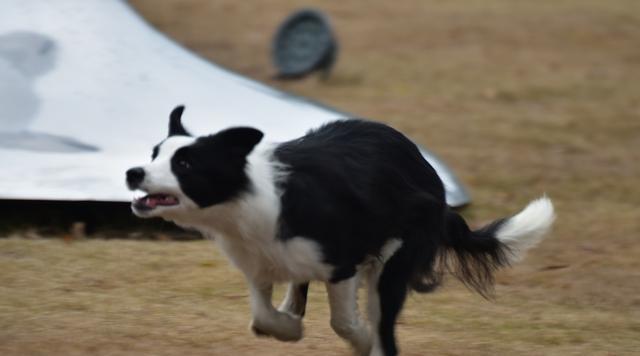 边境牧羊犬的忠诚之道（宠物界的“铁血忠犬”）