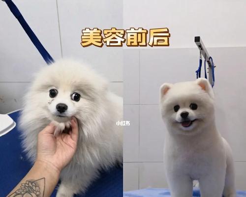 如何让你的宝贝博美犬变得更美丽？（掌握博美犬的美容方法，让你的宝贝变身为焕然一新的美犬）