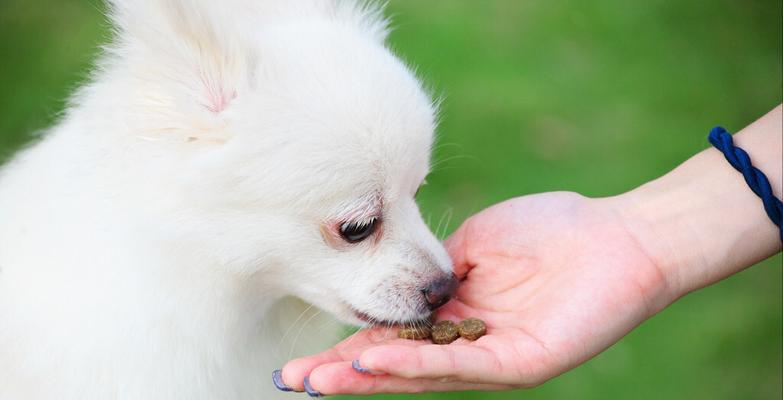 如何正确喂养博美犬（以宠物为主，健康成长）