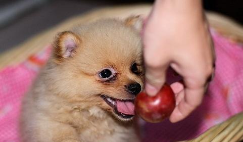 宠物健康（关注爱宠身材，让博美犬健康快乐）