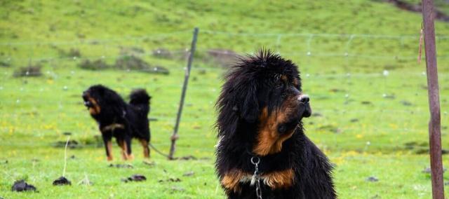 训练你的藏獒幼犬成为优秀的宠物（从基础训练到高级技能，让你的藏獒成为你的得力助手）