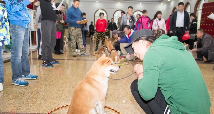 以柴犬运动，让你的宠物更健康（为什么柴犬运动对宠物健康重要？）