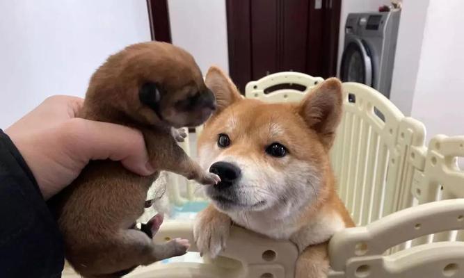 如何让你的柴犬成为听话的好宠物？（用这些方法来训练你的柴犬，让它听从你的命令）