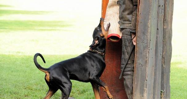 杜宾犬的近期历史（探究杜宾犬的养殖、培育与训练）