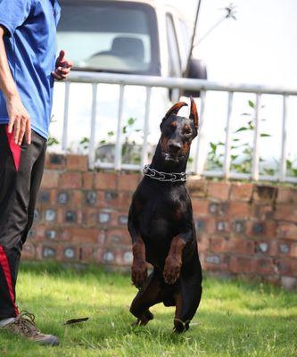 杜宾犬（性格特点、培养方法与健康建议）