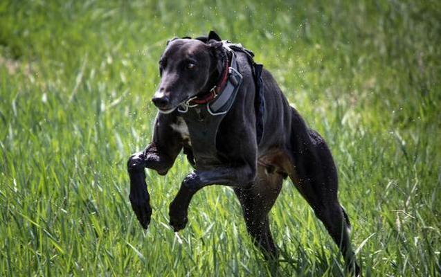 格力犬训练全攻略（提高格力犬服从度的技巧及注意事项）