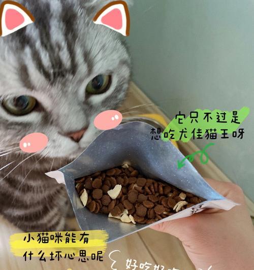 狗狗是否可以吃猫粮？（了解宠物的食物需求，避免健康隐患。）