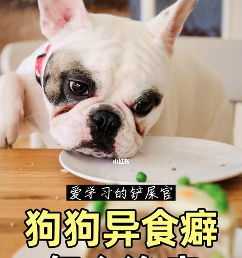 揭秘狗狗异食癖的原因（从宠物主人、环境、健康因素三个方面逐一分析）