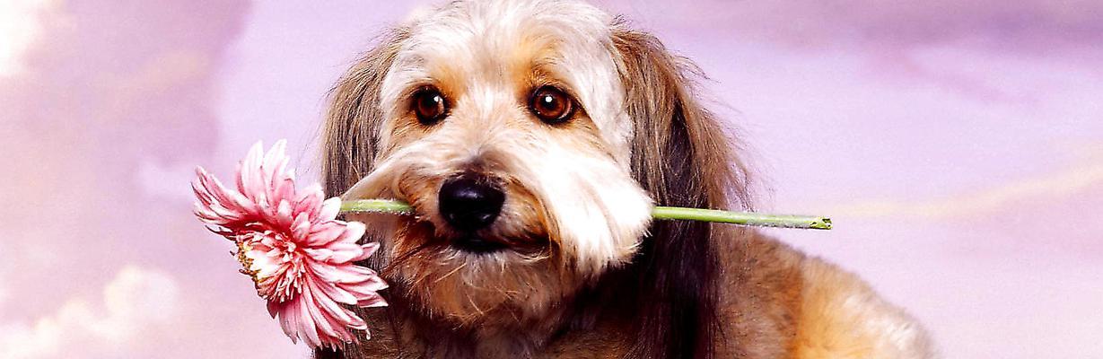 如何让你的宠物以古牧犬护食？（掌握三大技巧，让宠物做好保护食物的工作。）