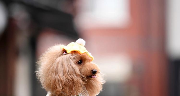 贵宾犬的视觉挑战（探究贵宾犬视力的弱点，为它们的生活做出改善）