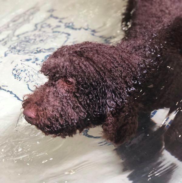 贵宾犬洗澡完全指南（详细介绍贵宾犬洗澡的步骤及注意事项，让你成为贴心宠物主人）