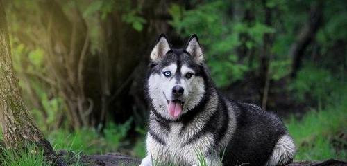 探秘哈士奇犬的成长特点（从幼年到成年，哈士奇犬的生长过程及其独特魅力）