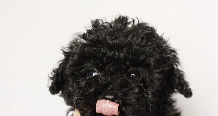 黑色贵宾犬的饮食健康（营养均衡饮食的重要性与选择食材的技巧）