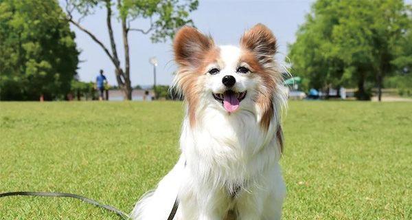 探究蝴蝶犬的习性（了解蝴蝶犬的行为特征和日常饲养要点）