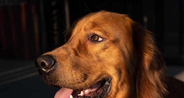 金毛犬不听话应对方法（宠物养护的必备技能，让爱犬变得听话易教）