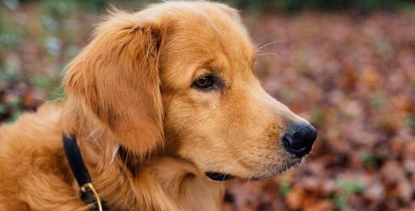 金毛犬的饮食规划，毛色好不好全靠它！（以宠物为主，如何为金毛犬定制饮食方案）