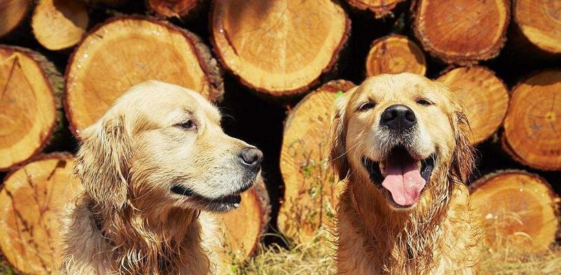 如何正确养护金毛犬（从饮食、运动到训练，全面解析金毛犬的护理方式）