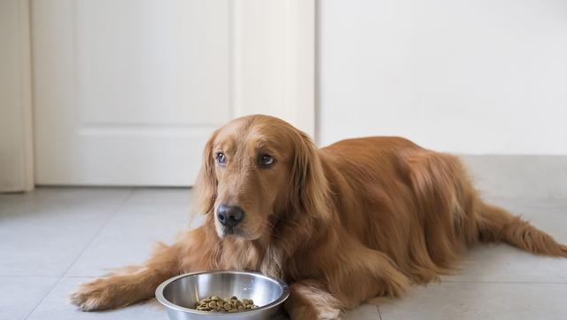 金毛幼犬的驱虫指南（宠物健康必备——金毛幼犬驱虫全攻略）