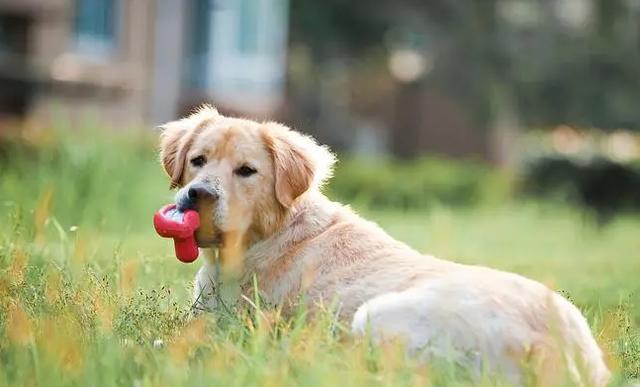 金毛犬中暑的症状与应对方法（宠物主人必看！如何防止金毛犬中暑？）