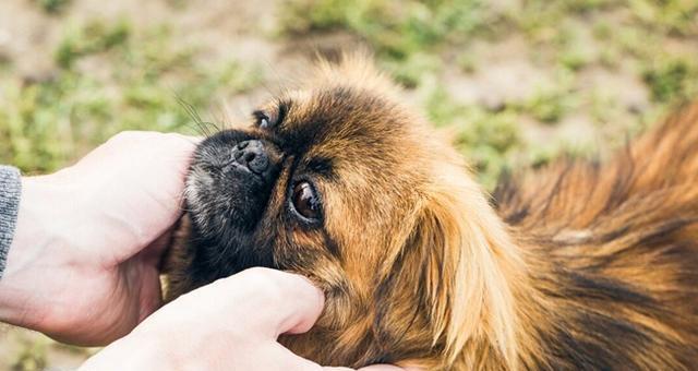 探究京巴犬的常见问题（认识京巴犬的性格与养护方法）