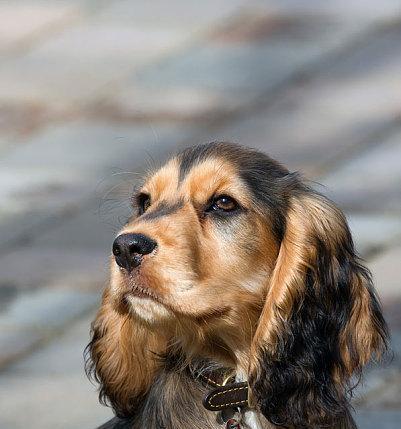 可卡犬视觉缺陷的治疗与护理（探究可卡犬视觉缺陷的原因及应对方法）