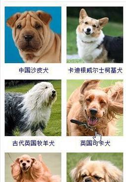 可卡犬的嗅觉神奇之旅（如何利用可卡犬的嗅觉能力为人类服务）