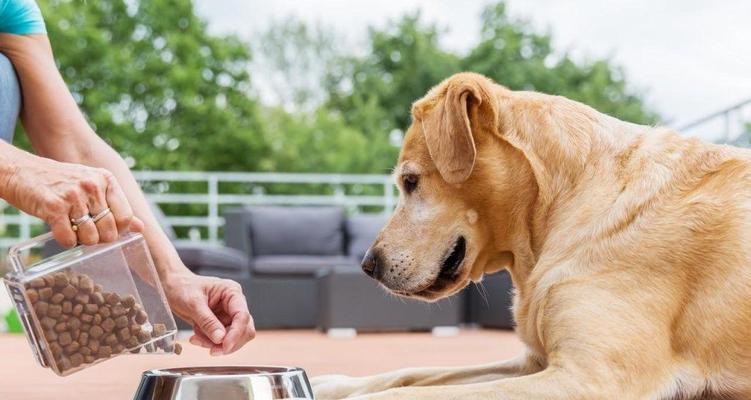 可卡犬肥胖的原因及预防（宠物健康需注意的细节）