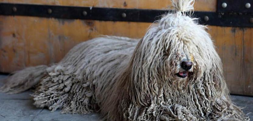 以可蒙犬的喂养秘籍（了解以可蒙犬的饮食需求与健康管理）